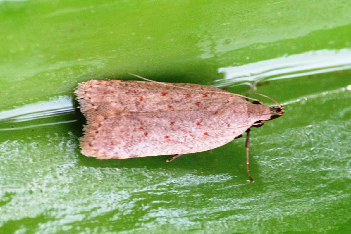 Curved-horn or Gelechioid Moth