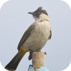 Download Suara Burung Kutilang For Pc Windows And Mac Apk 1 0 Free Music Audio Apps For Android