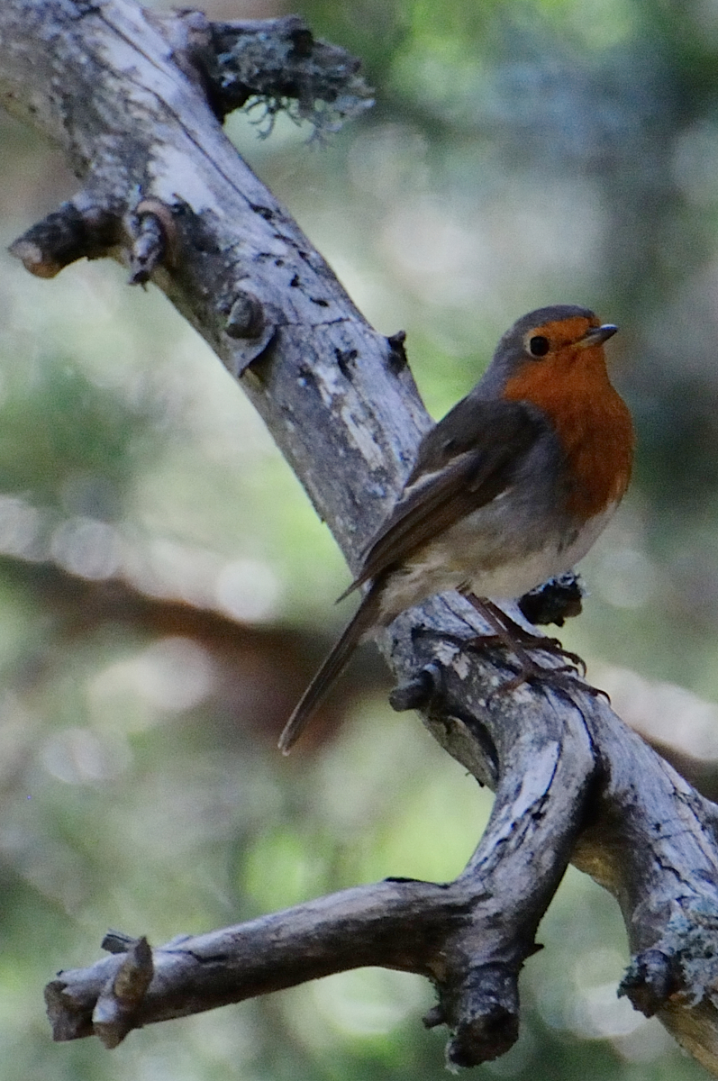 European Robin; Petirrojo