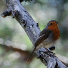 European Robin; Petirrojo