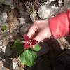 Purple Trillium