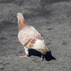 Feral Pigeon