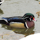 Wood Duck