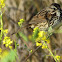 Song Sparrow