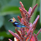 Golden-hooded tanager