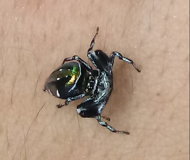 Jumping spider from Costa Rica