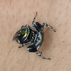 Jumping spider from Costa Rica