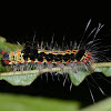 Tussock Moth Caterpillar