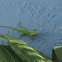 Green Anole