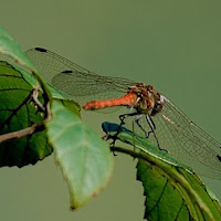 Sympetrum sanguineum di 