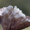 Purple-Spored Puffball (aged)