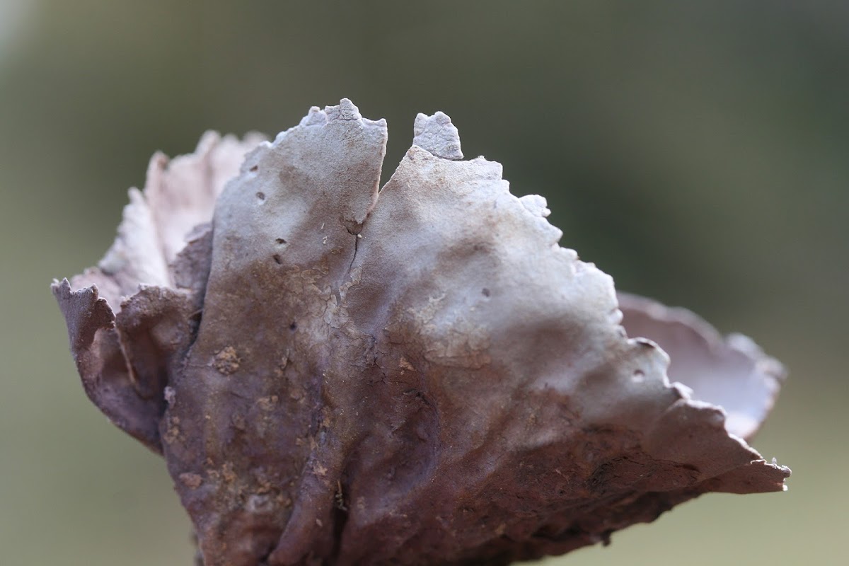 Purple-Spored Puffball (aged)