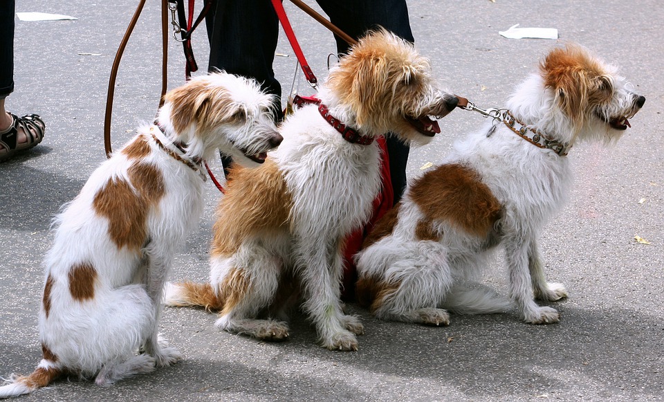 https://pixabay.com/photos/dogs-canines-pets-leash-leashed-91689/