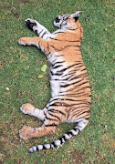 SOS SA says the Edenvale tiger was captured, sedated and taken to a sanctuary for safekeeping.