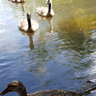 Ducks and geese