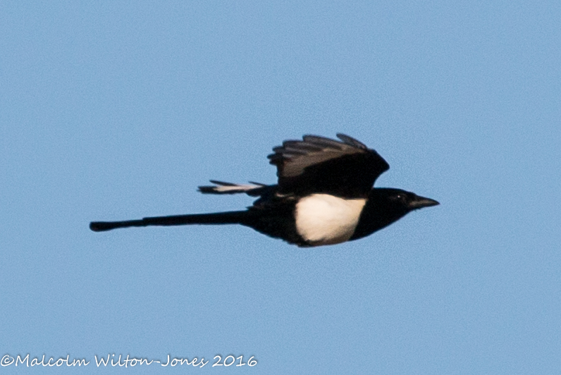 Magpie; Urraca