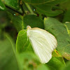 Great Southern White Butterfly