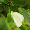 Great Southern White Butterfly