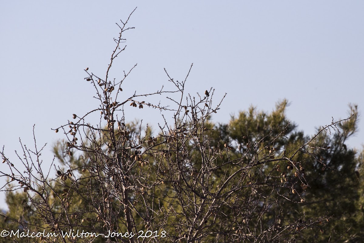 Almond tree