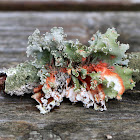 Parmotrema Lichen