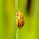 Cucurbit Beetle