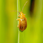 Cucurbit Beetle