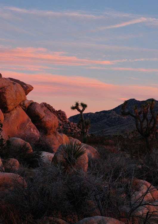 Bottling sunset: Louis Vuitton's California Dream fragrance is an ode to  West Coast skies