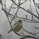 Greenfinch