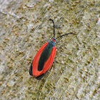 Burnet Moth