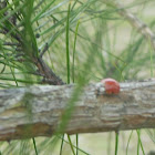 ladybug