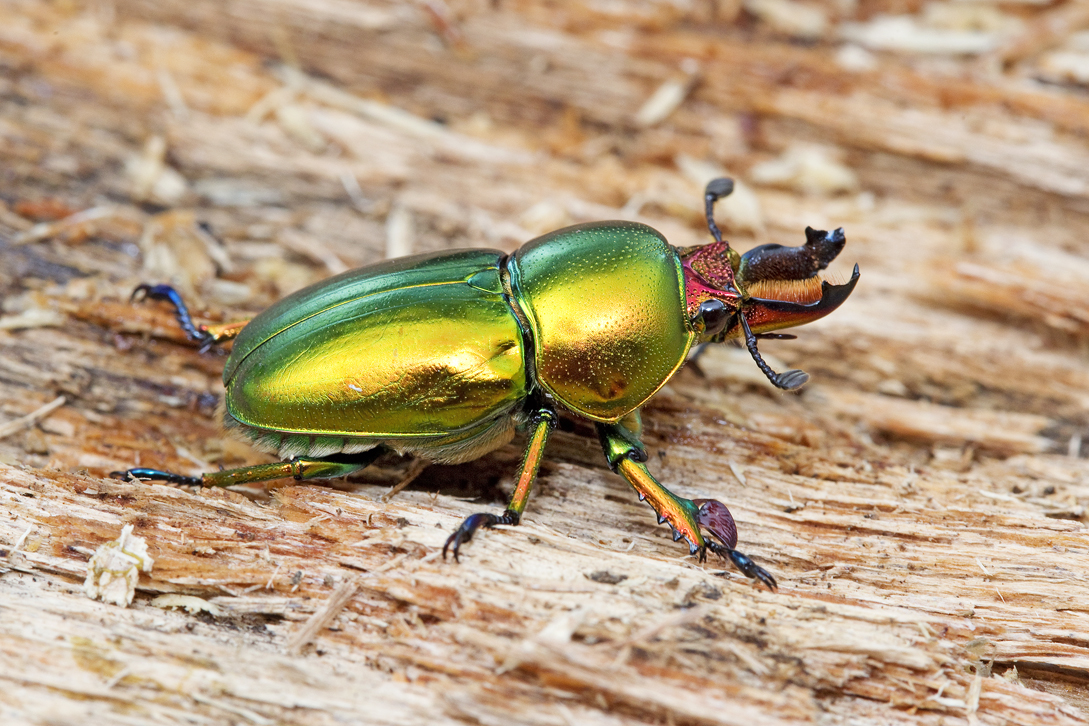 Golden Green Stag Beetle