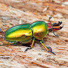 Golden Green Stag Beetle