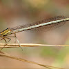 Caballito del diablo (Damselfly)