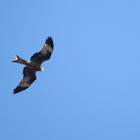 Red Kite