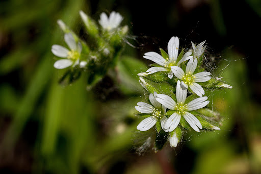 Cerastium glomeratum