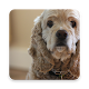 Download Cocker Spaniel Wallpapers For PC Windows and Mac 1.0