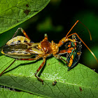 Common Assassin Bug