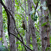 Green-barred Woodpecker