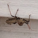 Wheel Bug