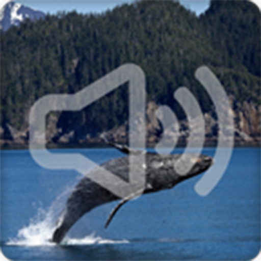 Whale Sounds Ringtone