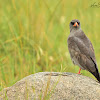 Dark Chanting-goshawk