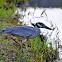 Yellow-Crowned Night Heron