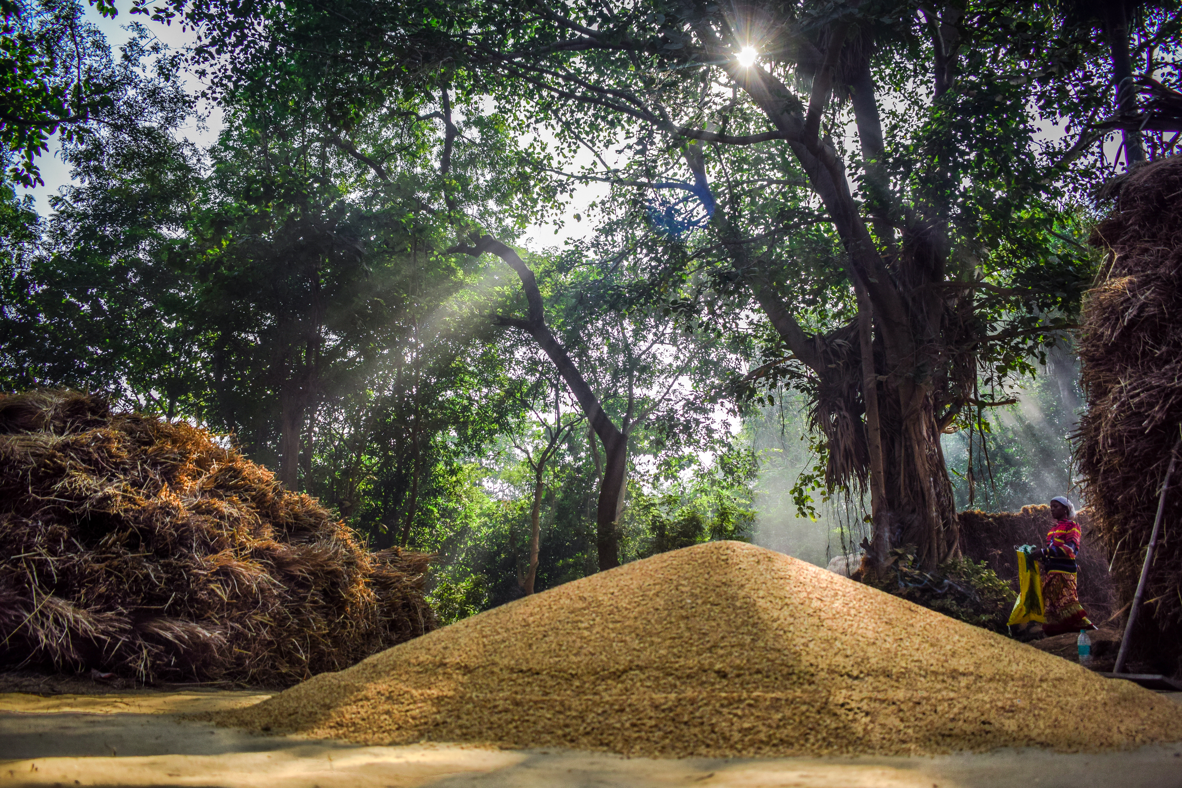 harvesting season in india di RAHUL