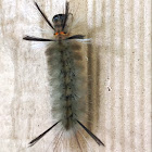 Banded Tussock Moth Caterpillar