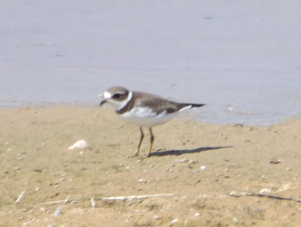 Semipalmated Plover