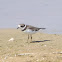 Semipalmated Plover