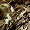 Slime Mold