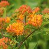 Butterfly Milkweed (Butterfly Weed)