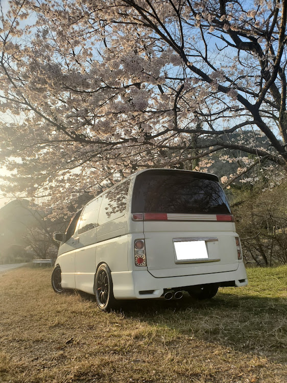 エルグランドの4月もよろしくお願い致します🌸・サクラと愛車に関するカスタム事例の投稿画像2枚目