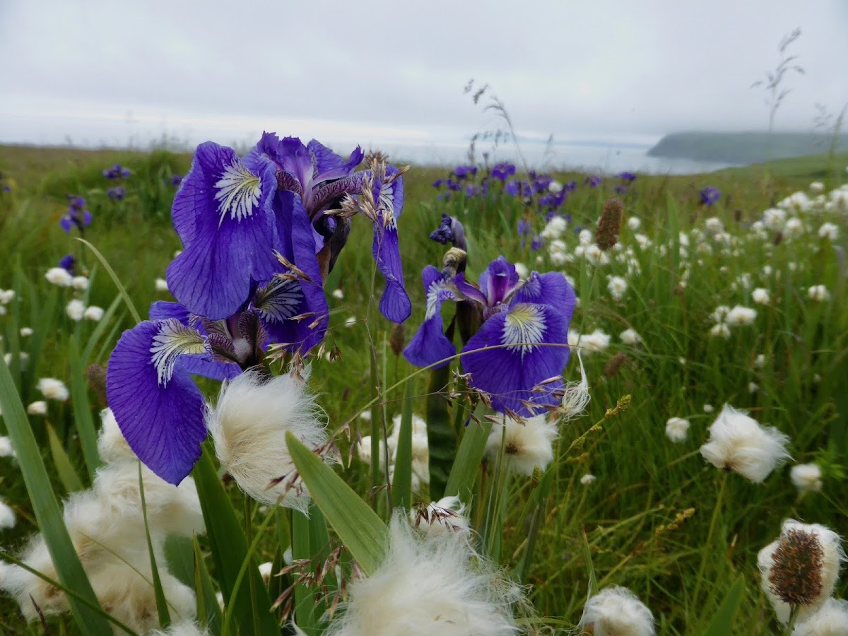 Wild Flag Iris